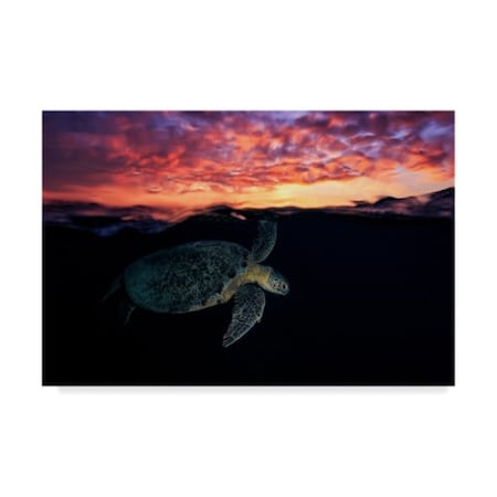 Barathieu Gabriel 'Sunset Turtle' Canvas Art,12x19